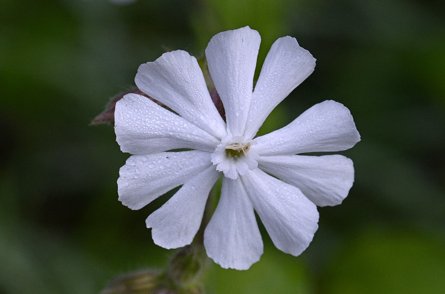 Silene latifolia (=Silene alba) / Silene bianca